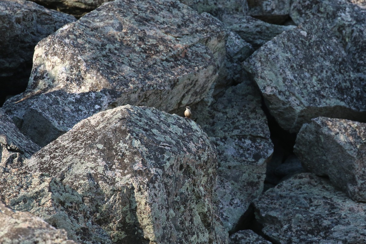 Canyon Wren - ML637291960