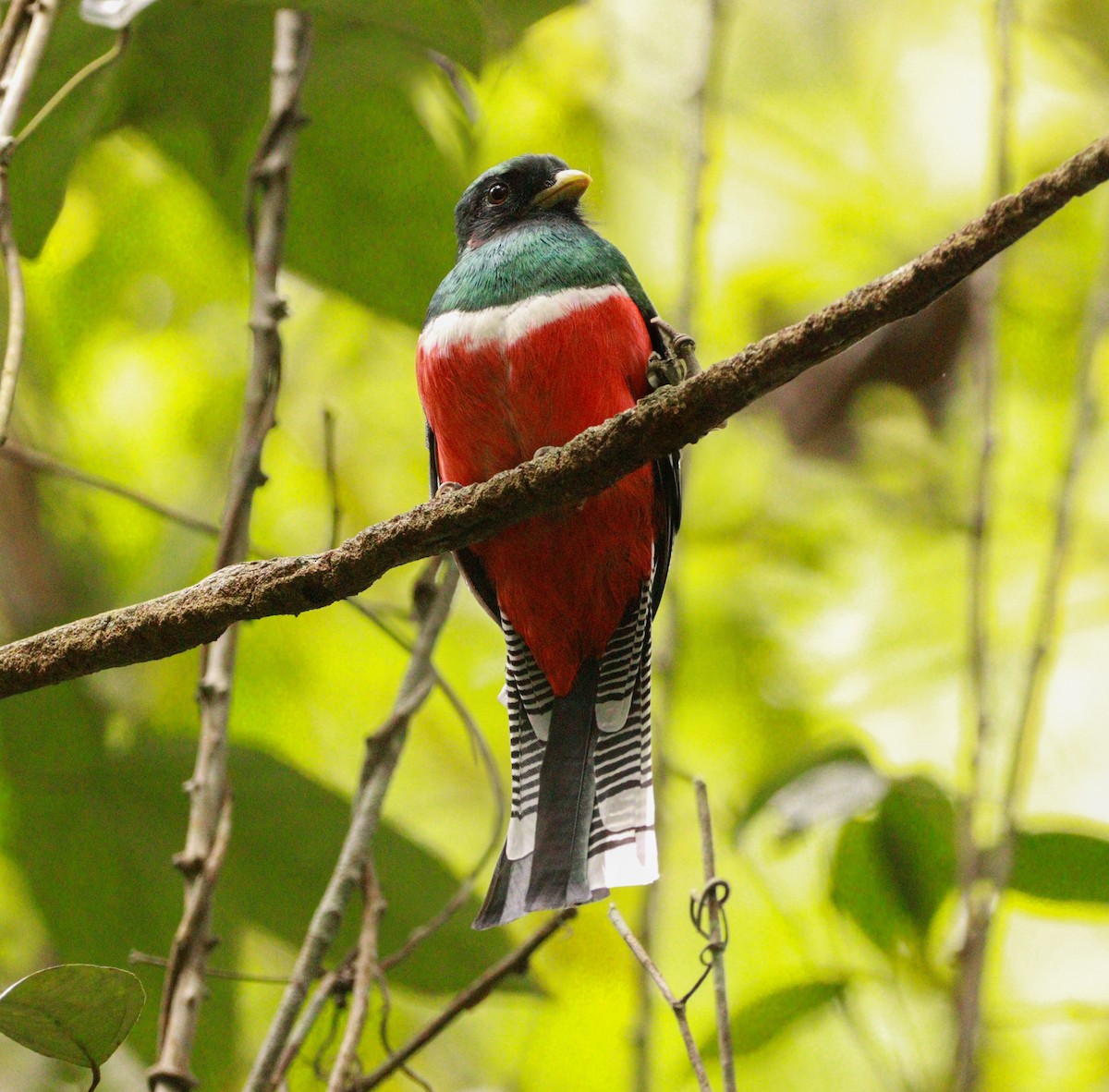 Collared Trogon (Collared) - ML637291988