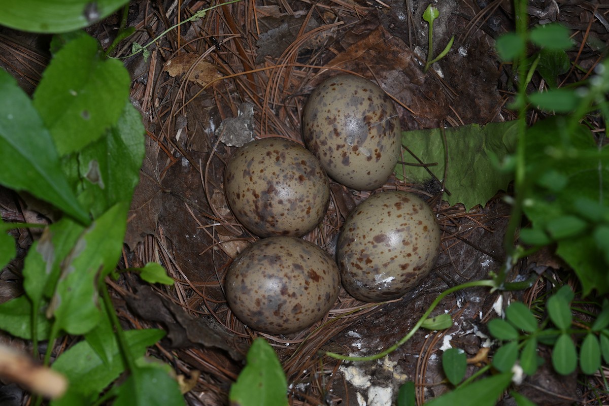 American Woodcock - ML637292001