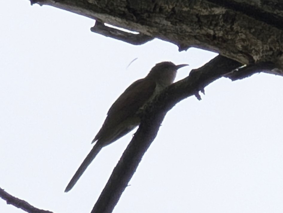 Black-billed Cuckoo - ML637292003