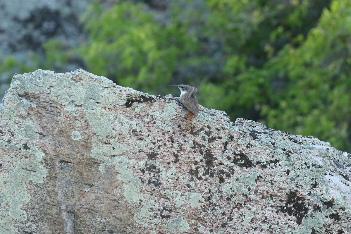 Canyon Wren - ML637292005