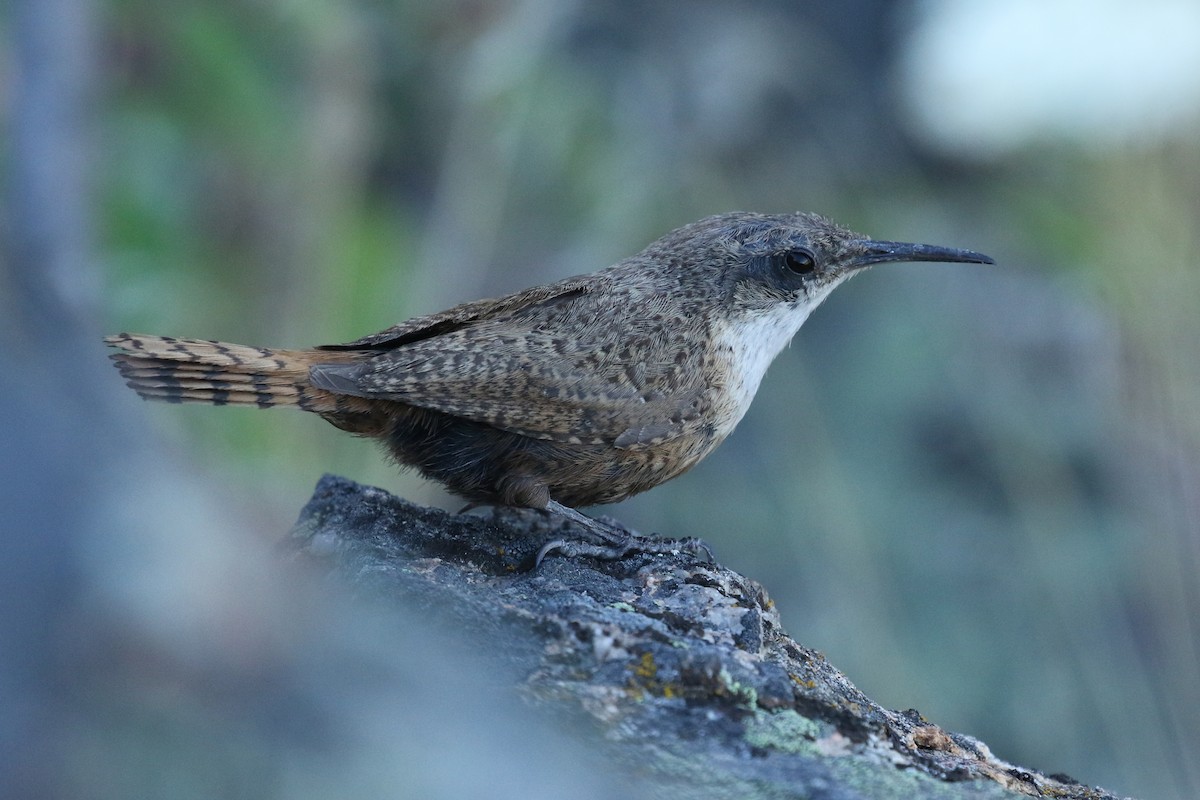 Canyon Wren - ML637292010