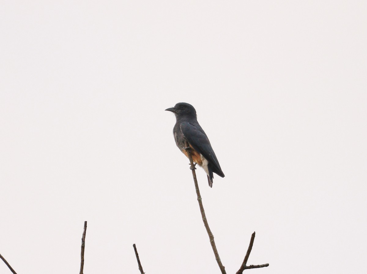 Swallow-winged Puffbird - ML637292018