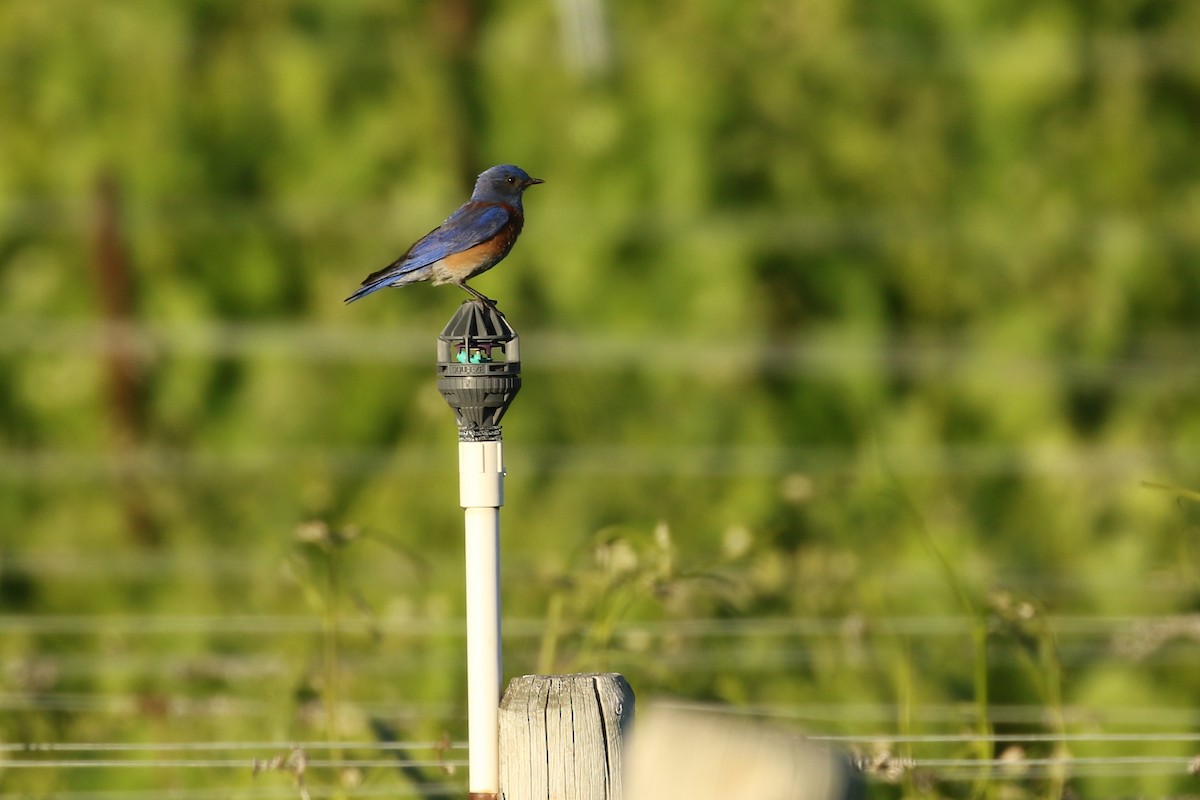 Western Bluebird - ML637292027