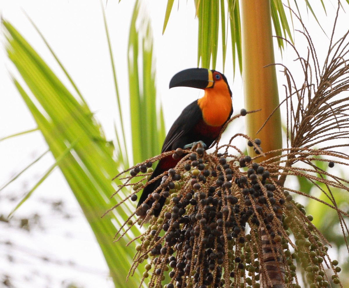 Channel-billed Toucan - ML637292060