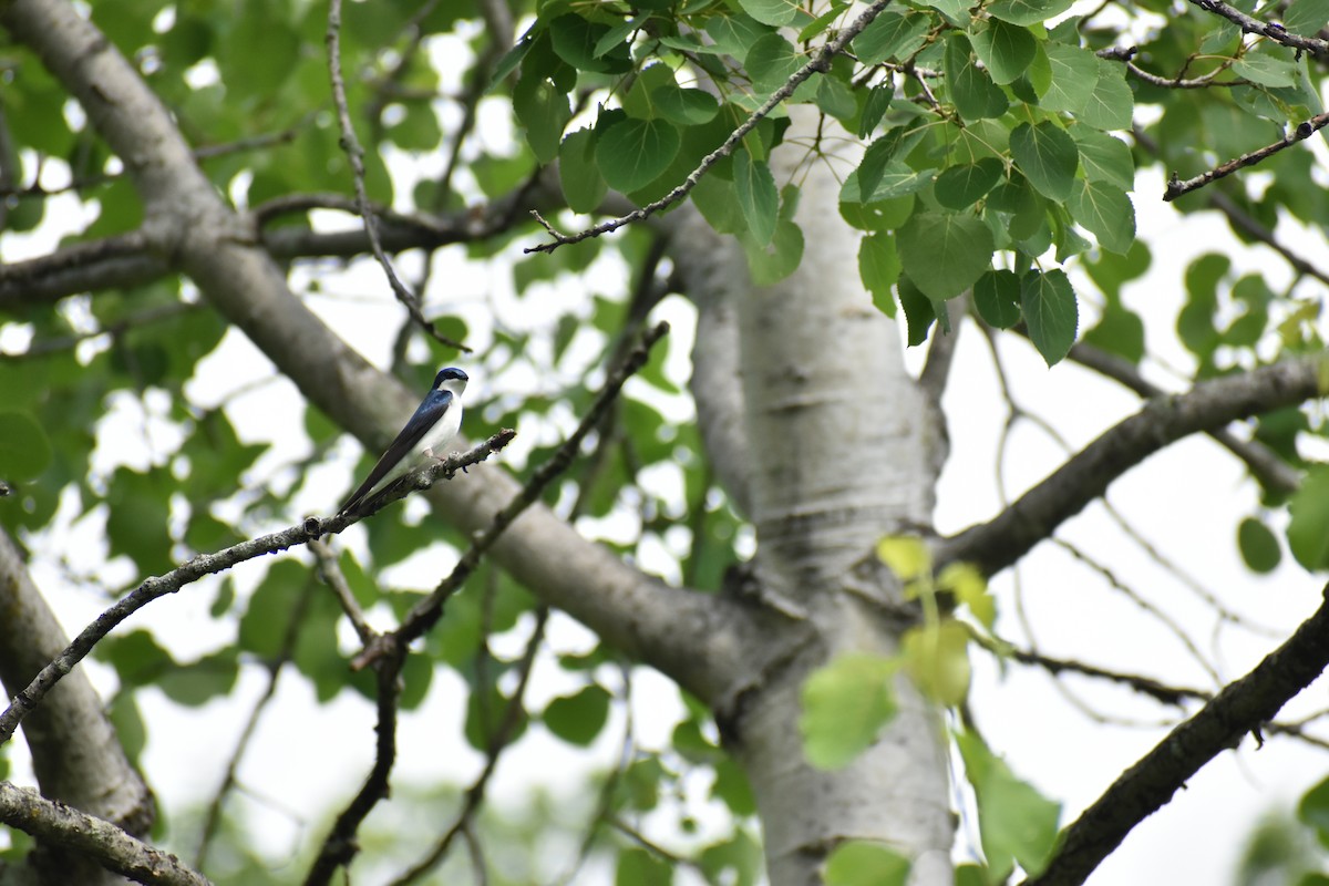 Tree Swallow - ML637292067