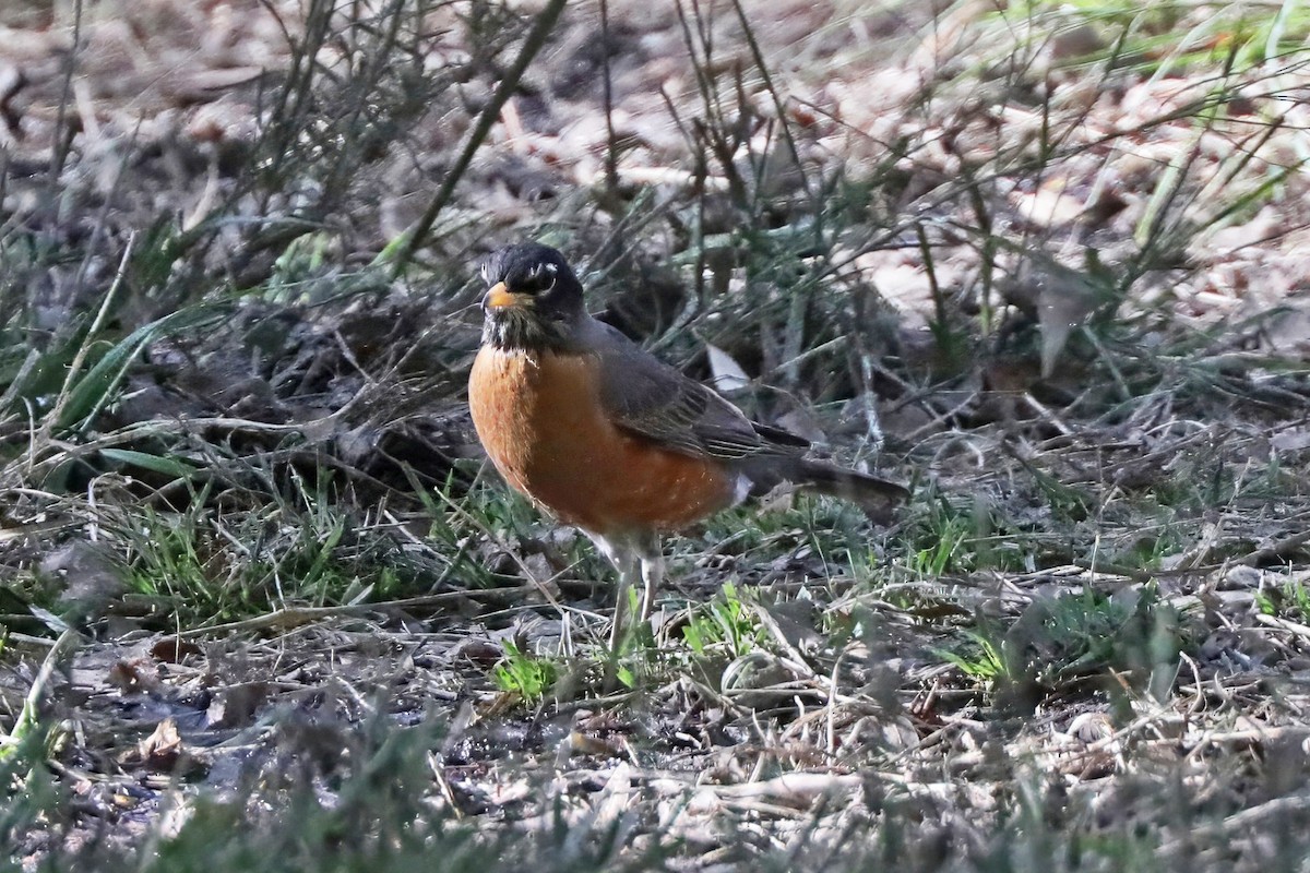 American Robin - ML637292071