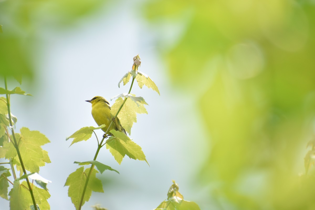 Blue-winged Warbler - ML637292117