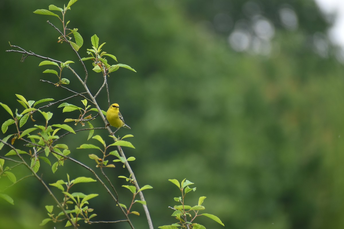 Blue-winged Warbler - ML637292118