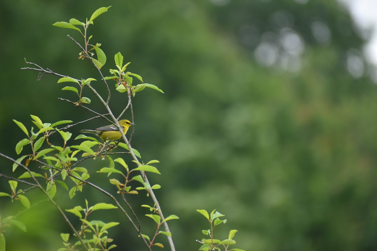 Blue-winged Warbler - ML637292119