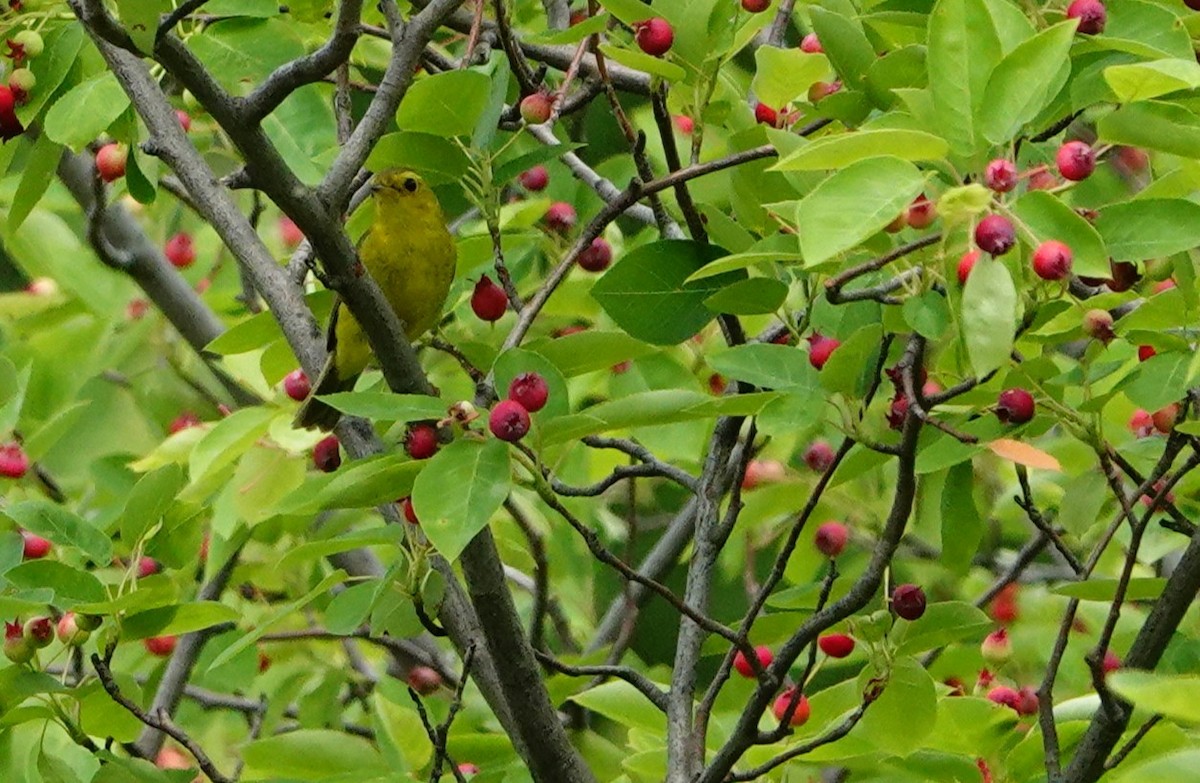 Wilson's Warbler - ML637292153