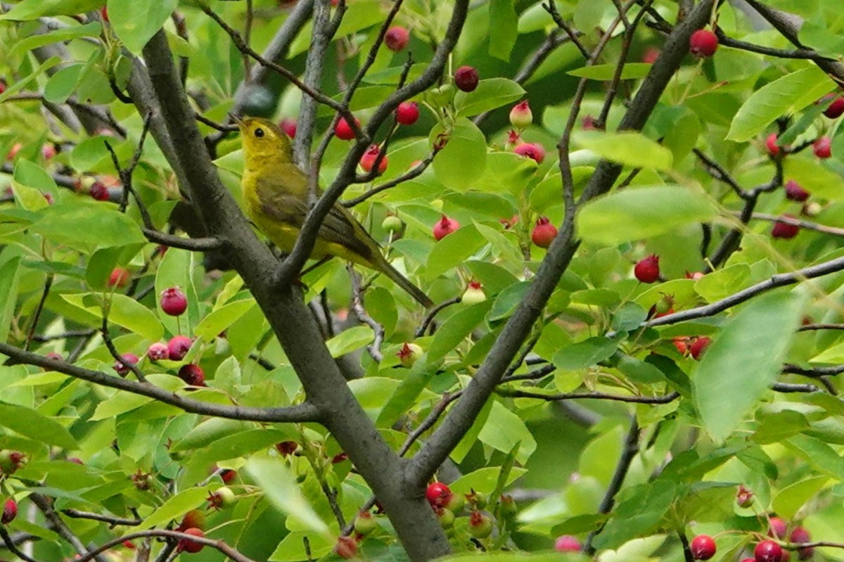 Wilson's Warbler - ML637292154