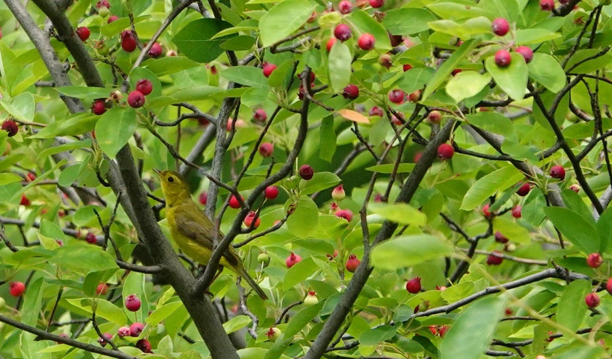 Wilson's Warbler - ML637292155