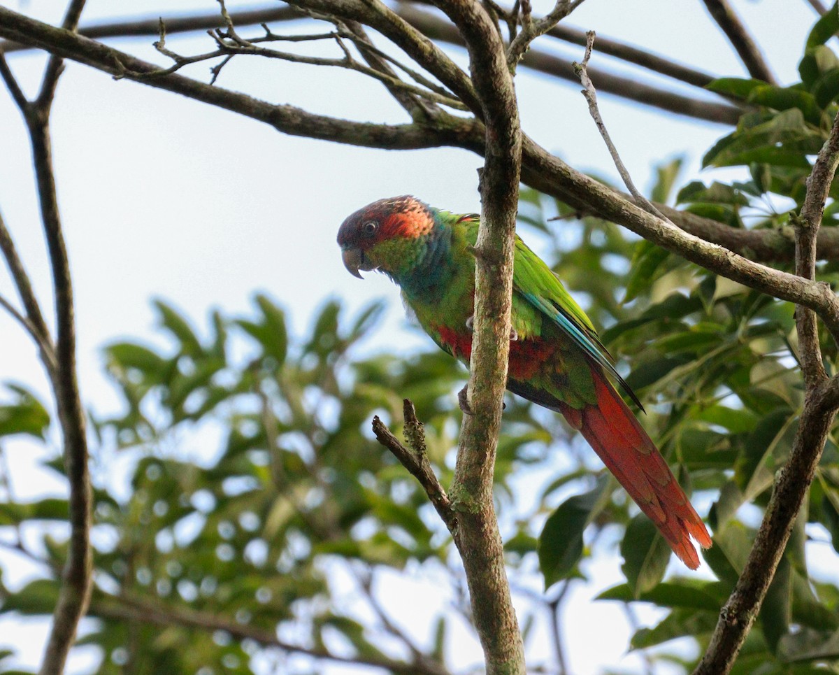 Ochre-marked Parakeet - ML637292174