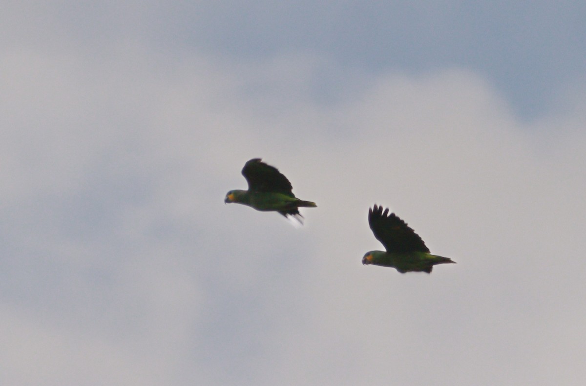 Orange-winged Amazon - ML637292199