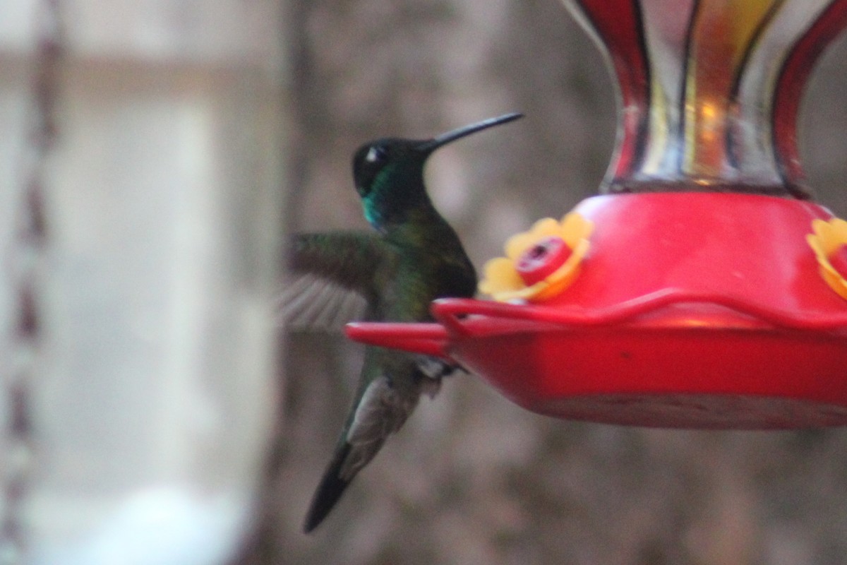Rivoli's Hummingbird - ML637292205