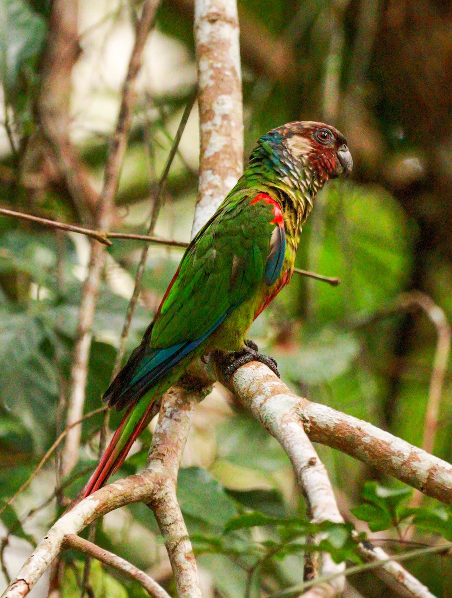 Maroon-faced Parakeet - ML637292237
