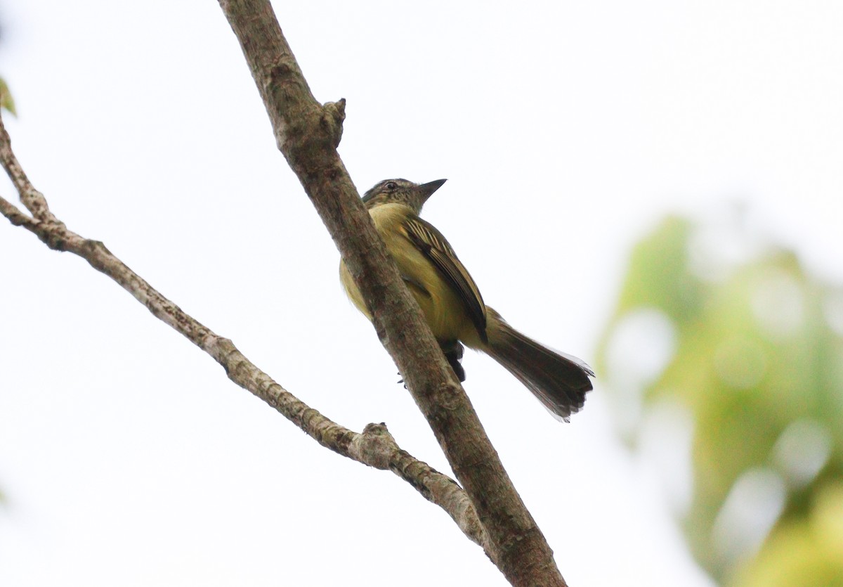 Gray-crowned Flatbill - ML637292273
