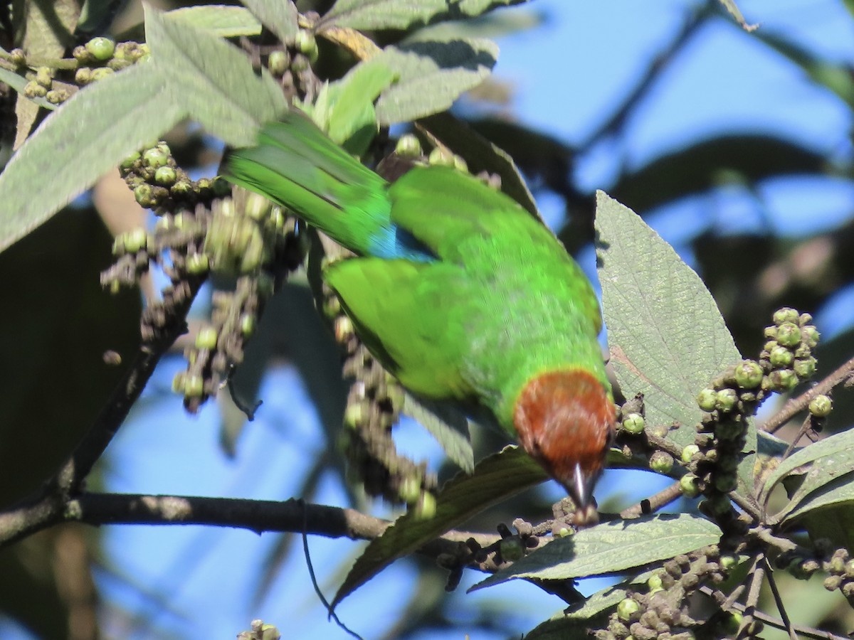 Bay-headed Tanager - ML637292340