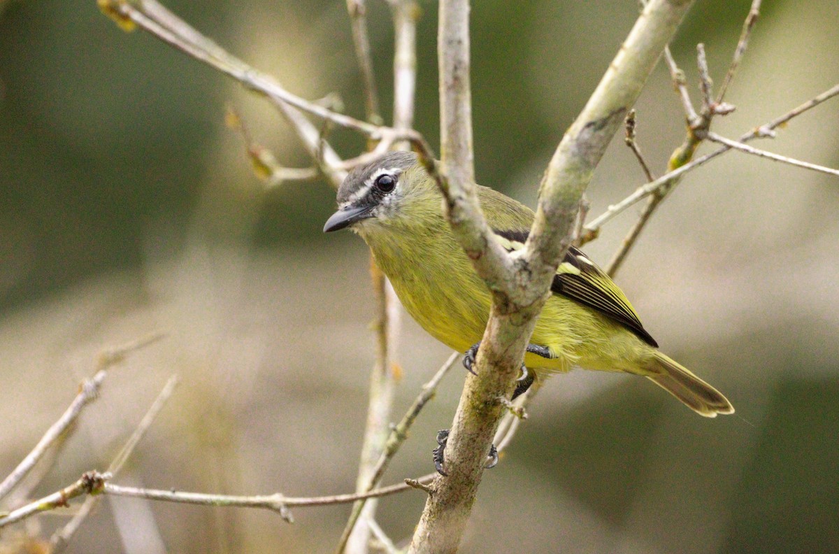 White-lored Tyrannulet - ML637292346