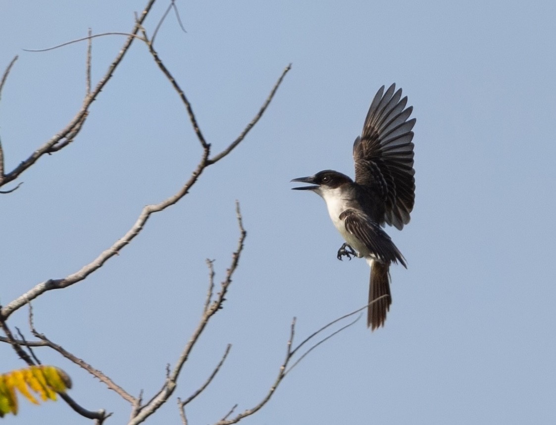 Giant Kingbird - ML637292395
