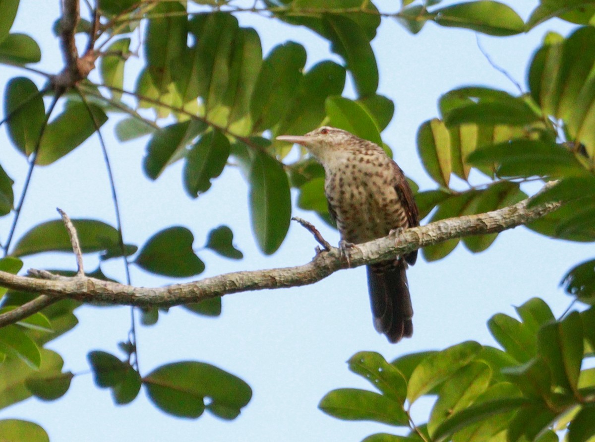 Thrush-like Wren - ML637292403