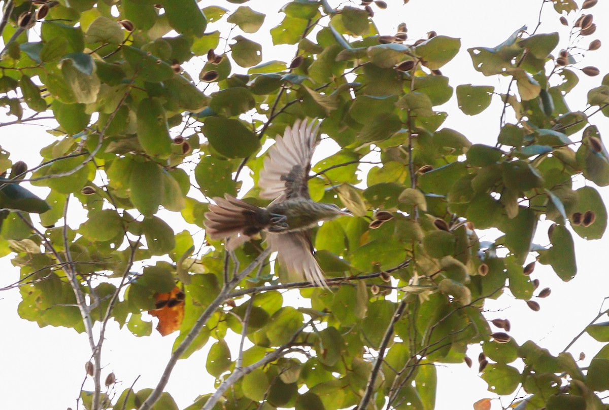 Thrush-like Wren - ML637292404