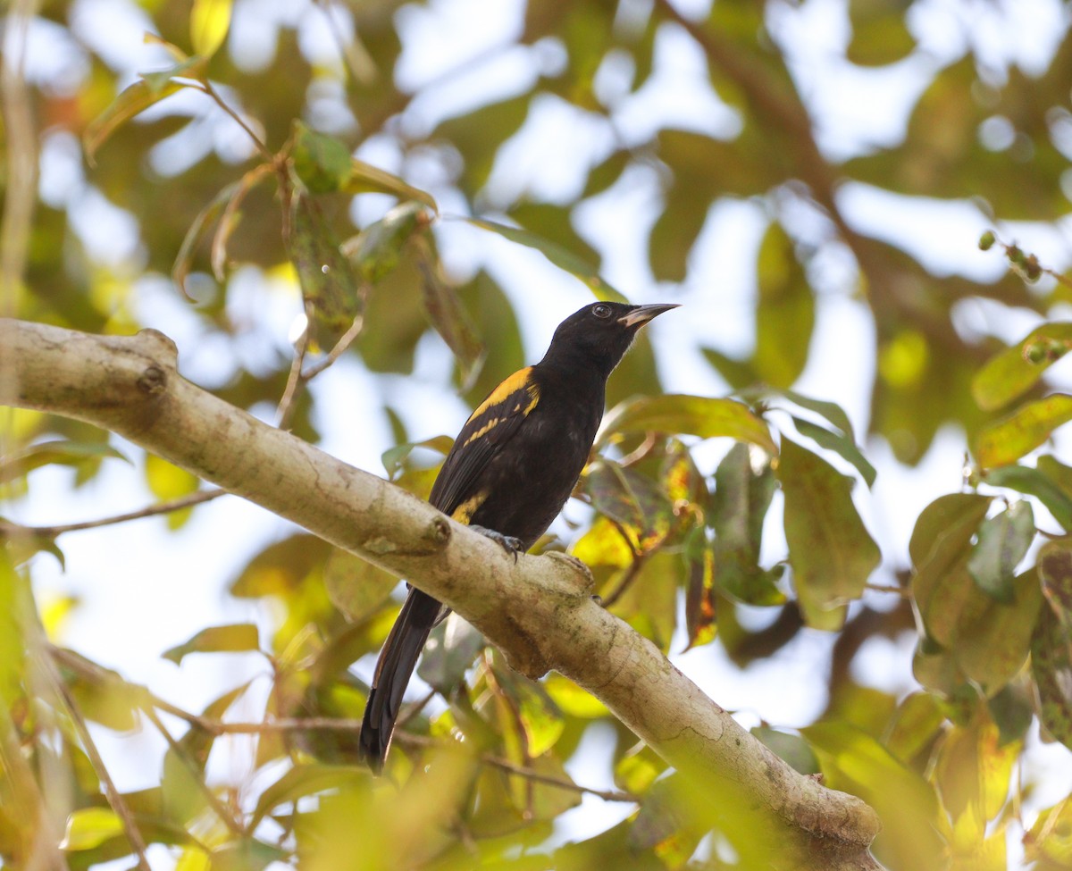 Variable Oriole - ML637292448