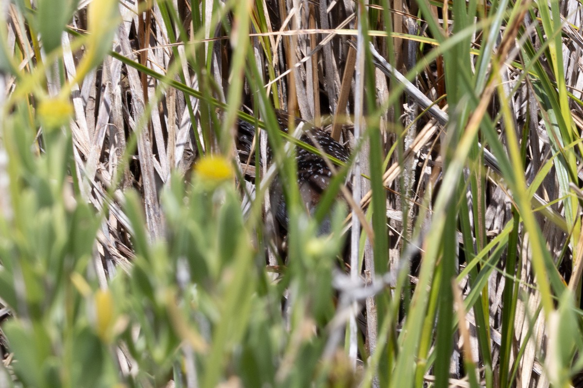 Black Rail - ML637292471