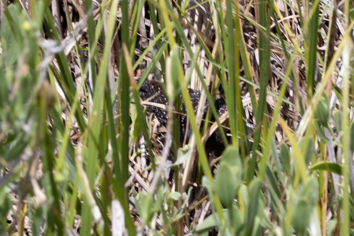 Black Rail - ML637292472