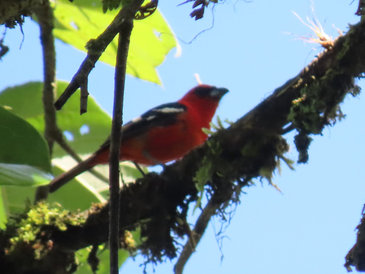 White-winged Tanager - ML637292482