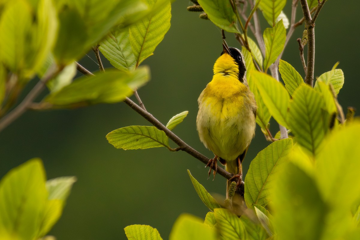 Common Yellowthroat - ML637292557