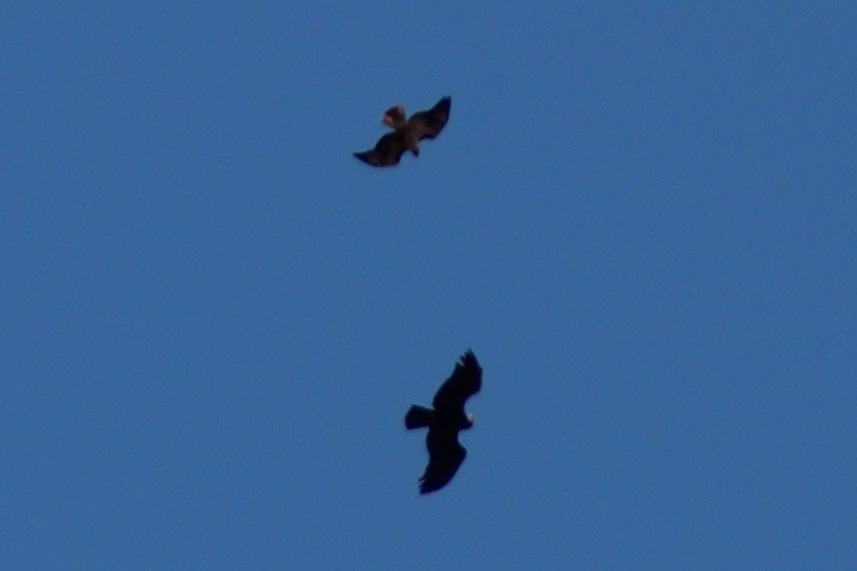 Red-tailed Hawk - ML637292579