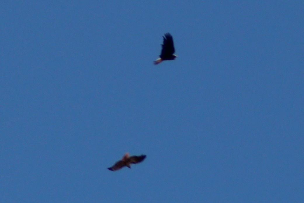 Red-tailed Hawk - ML637292580