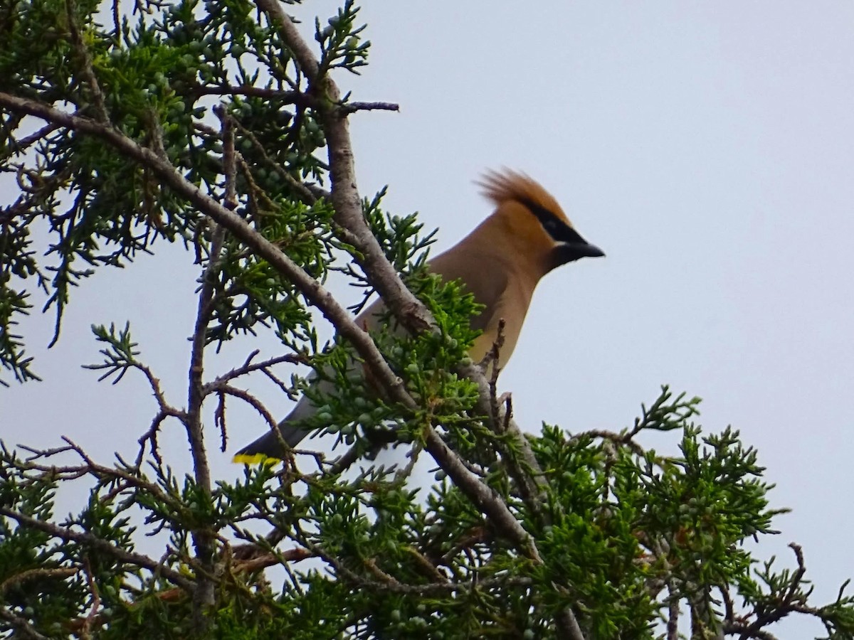 Cedar Waxwing - ML637292609