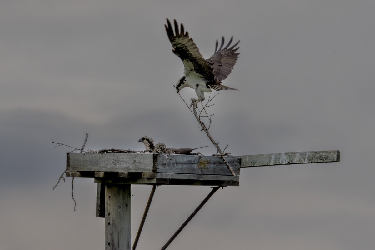 Osprey - ML637292864