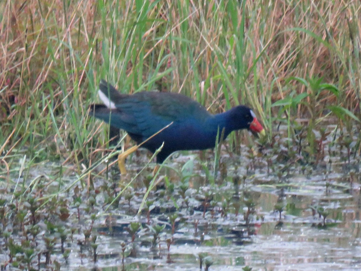 Purple Gallinule - ML637292875