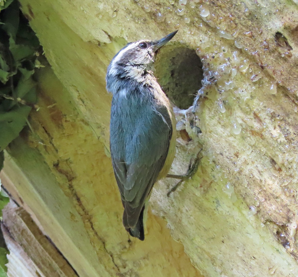 Red-breasted Nuthatch - ML637293046