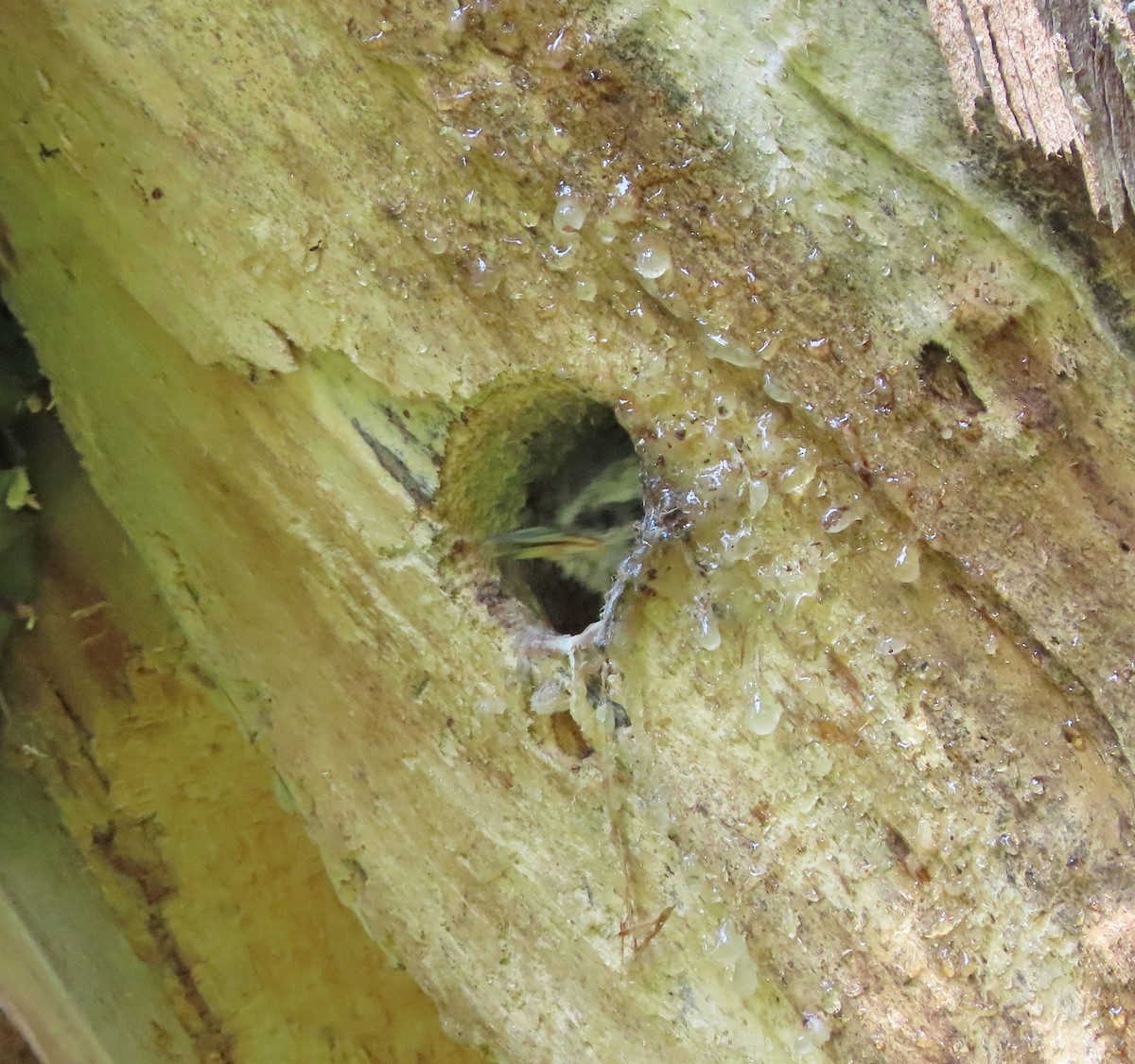 Red-breasted Nuthatch - ML637293047