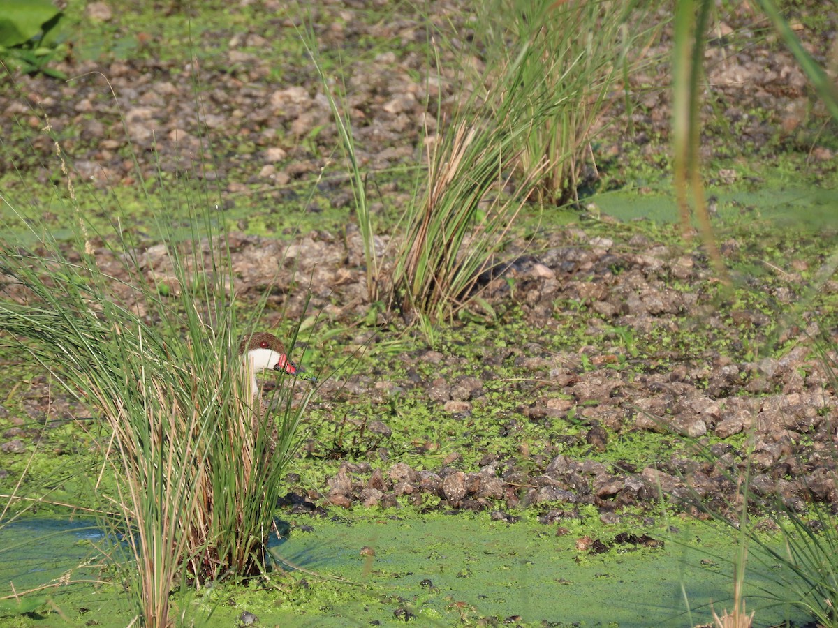 White-cheeked Pintail - ML637293315