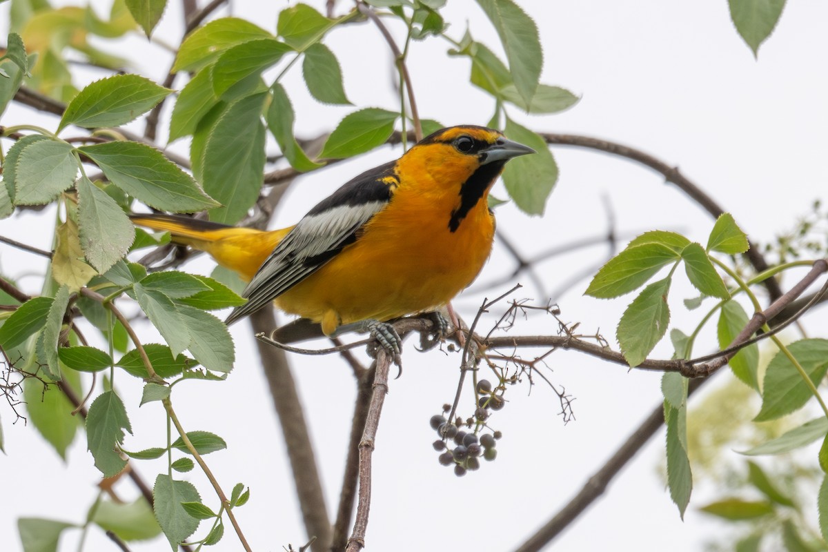 ML637293327 - Bullock's Oriole - Macaulay Library