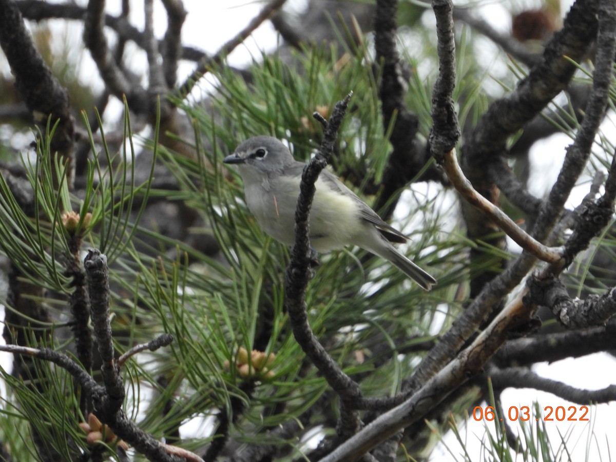 Plumbeous Vireo - ML637293457
