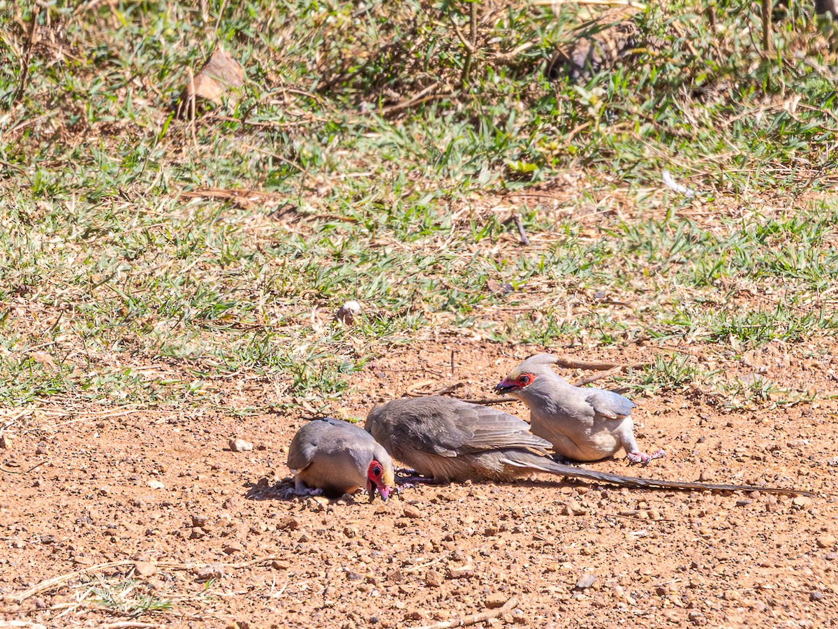 Red-faced Mousebird - ML637293482