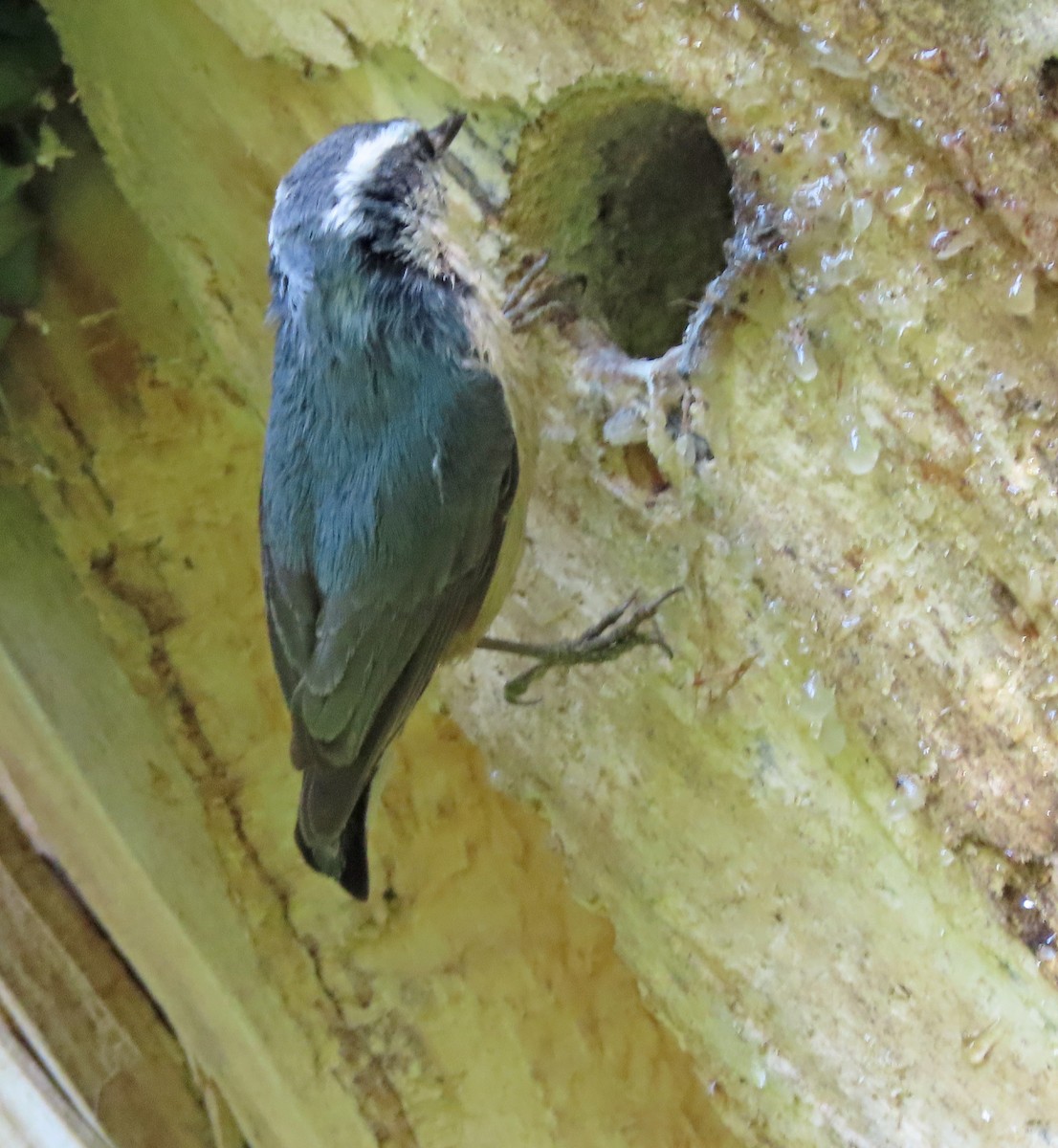 Red-breasted Nuthatch - ML637293511