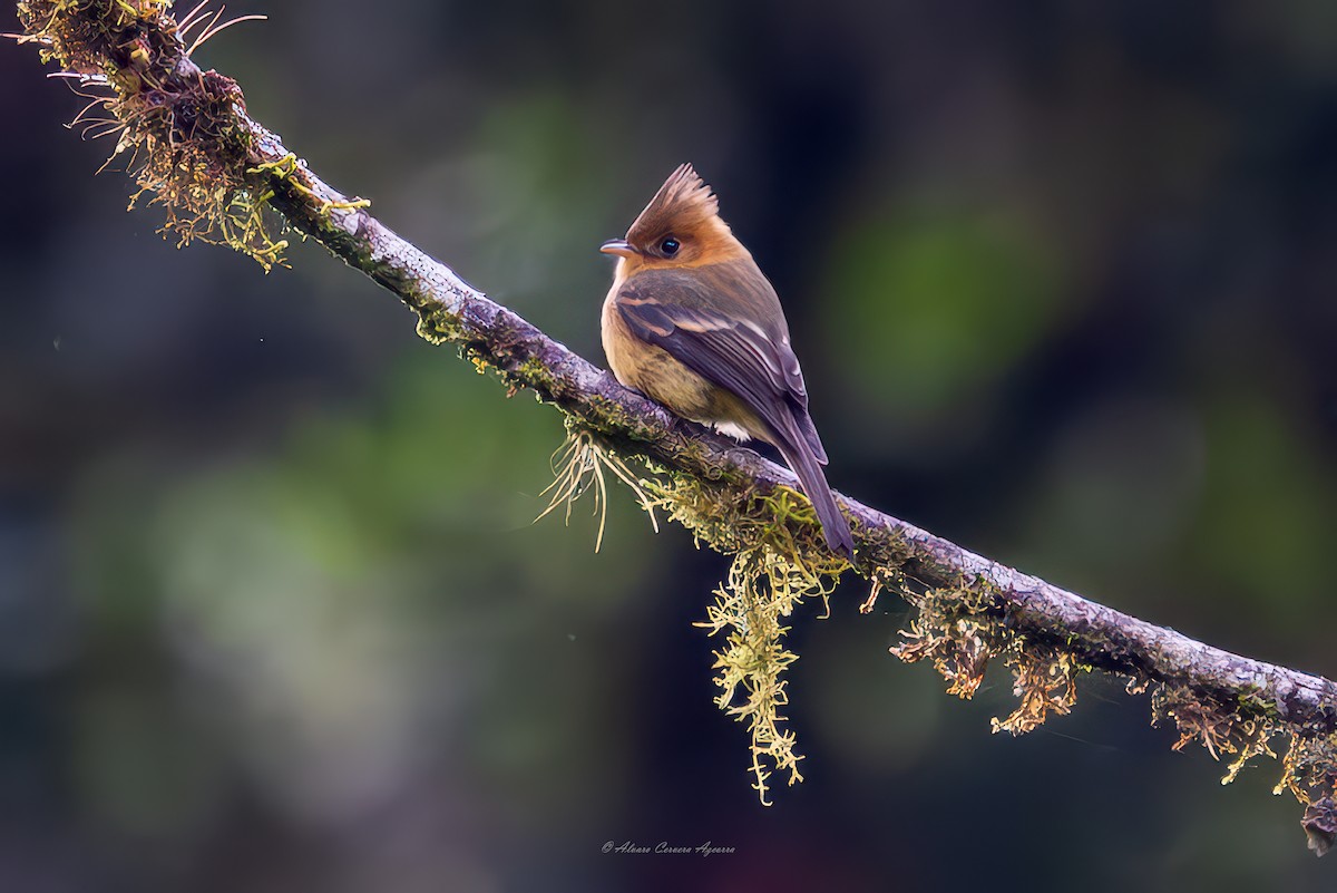Tufted Flycatcher (Mexican) - ML637293566