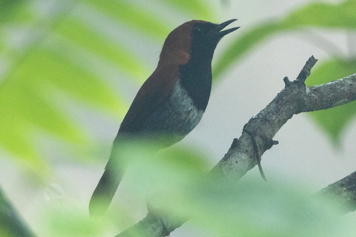 Okinawa Robin - ML637293600