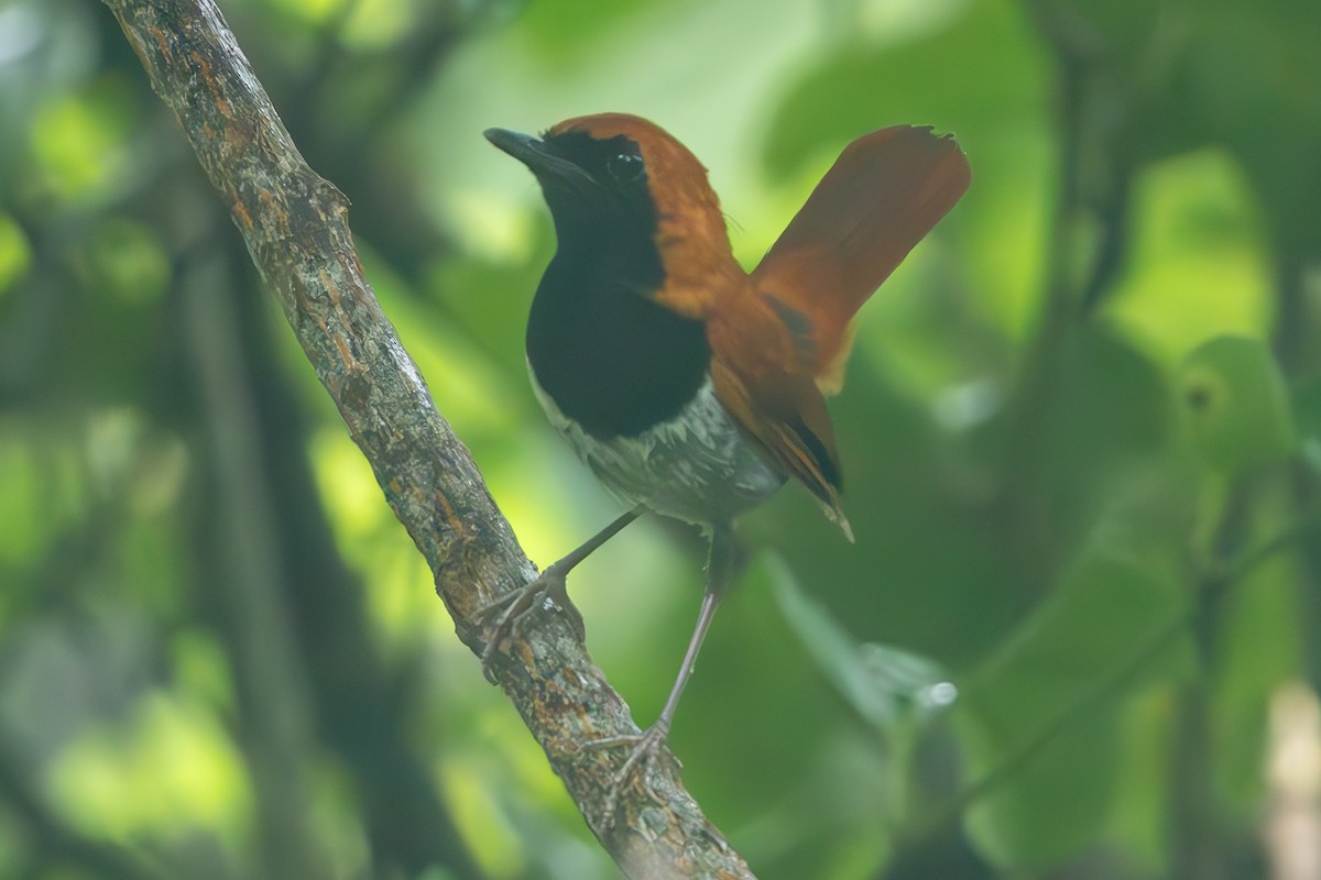 Okinawa Robin - ML637293601
