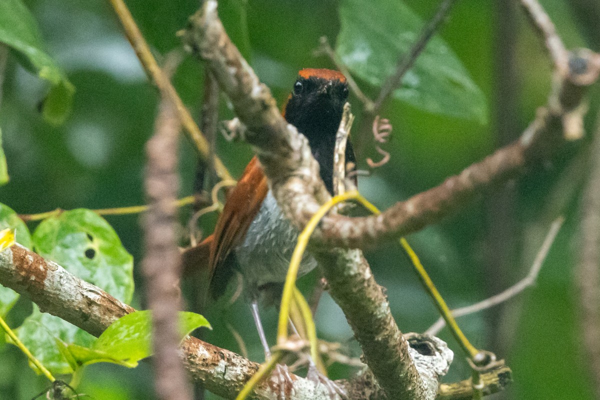 Okinawa Robin - ML637293603