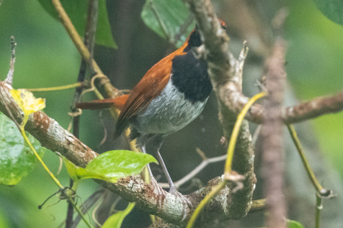 Okinawa Robin - ML637293604
