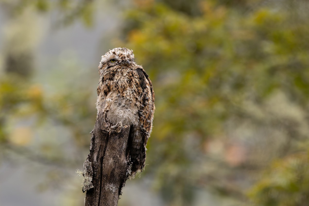 Andean Potoo - ML637293606